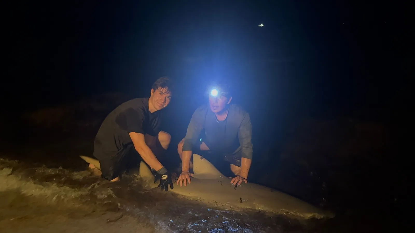 Two anglers kneeling in the wash at night beside a large shark, one wearing a headlamp