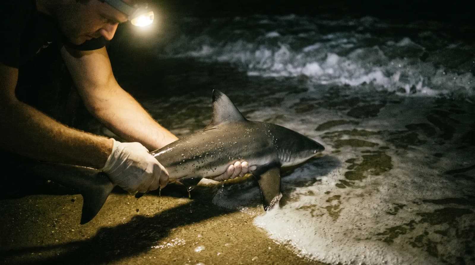 In-water release, gills submerged, slow motion